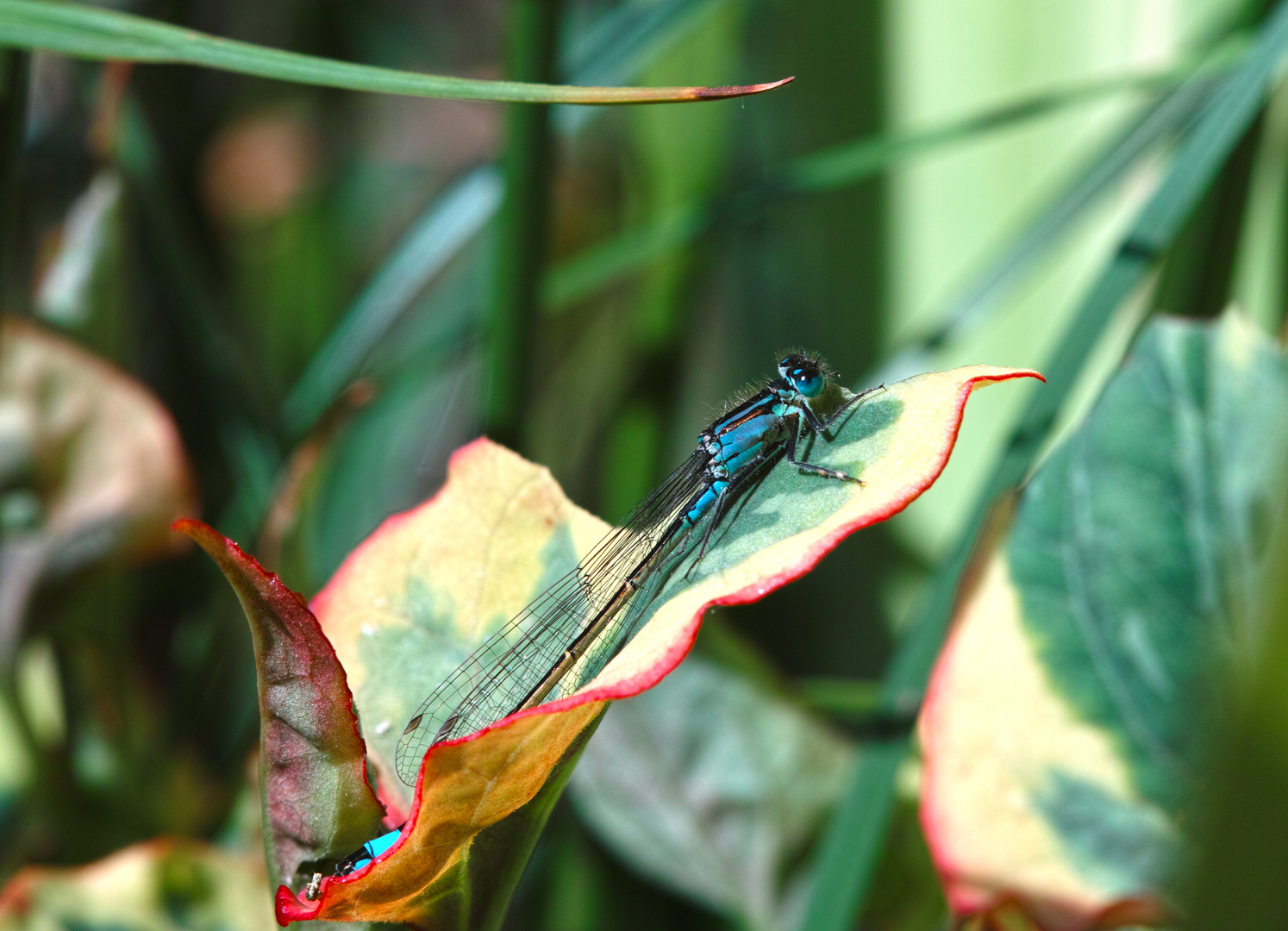 Erkundungstour im Garten