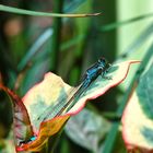 Erkundungstour im Garten