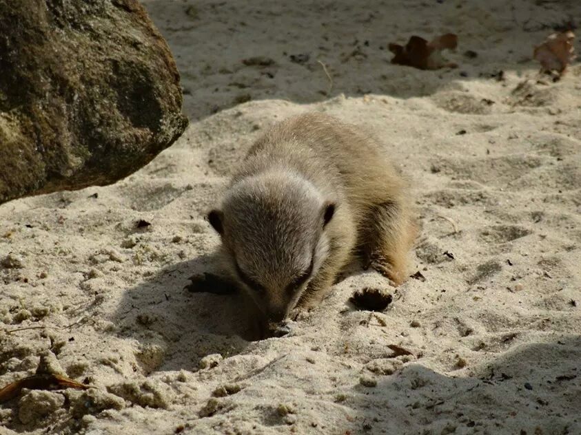 Erkundungstour im Sand