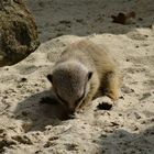 Erkundungstour im Sand