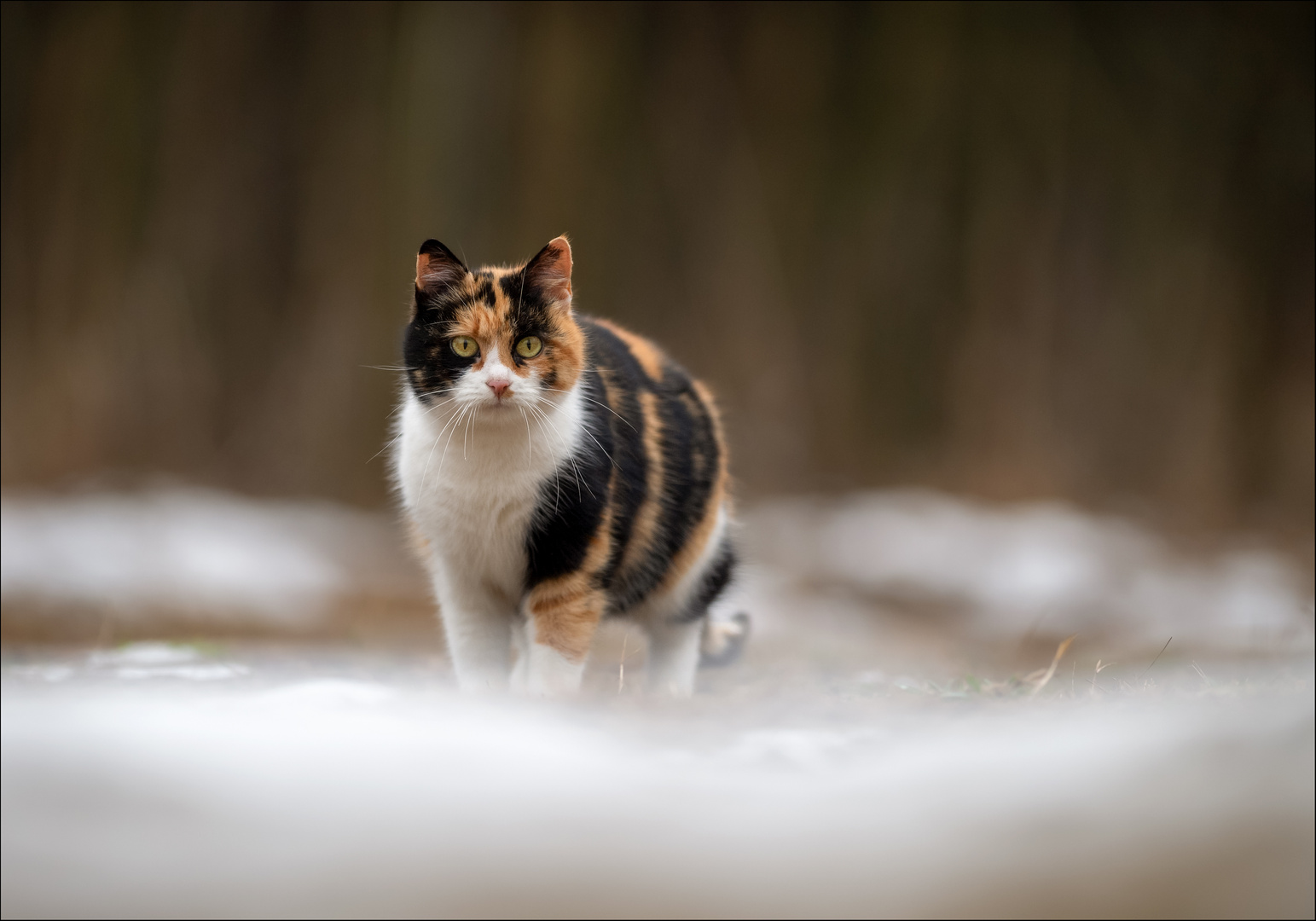 Erkundungstour im Schnee