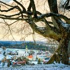 Erlaheim unter der Linde