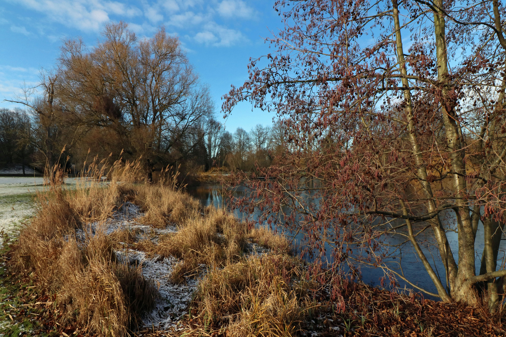 Erle am Teich Foto & Bild pflanzen, pilze & flechten, landschaft
