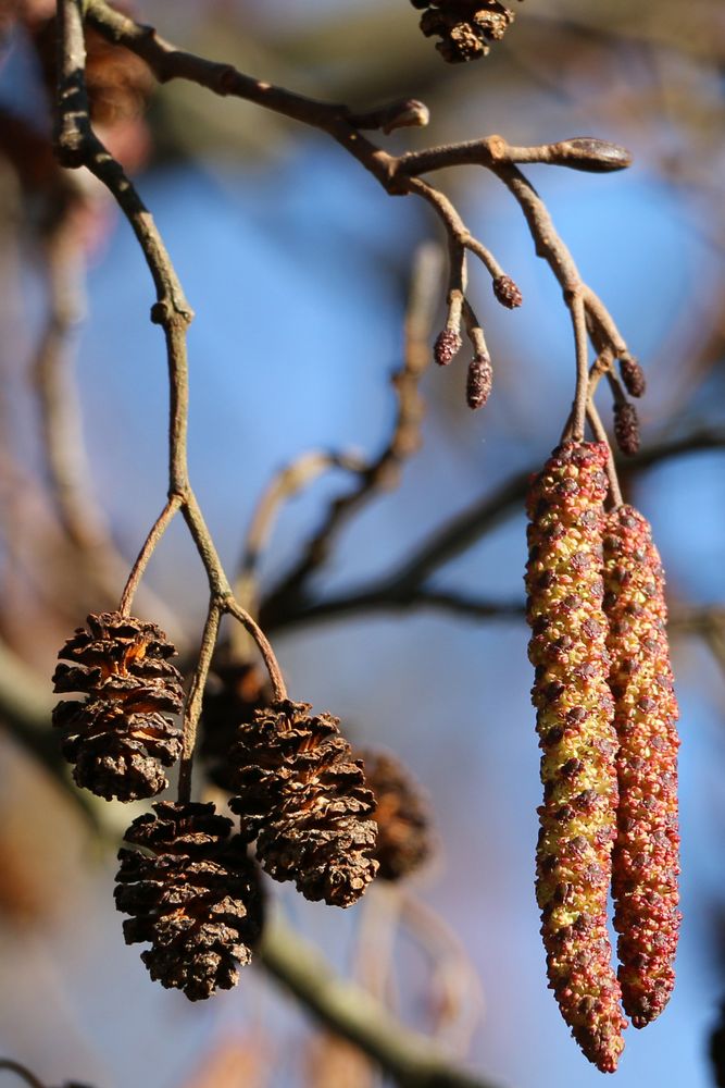 Erle - Blüten u. verholzte Zapfen