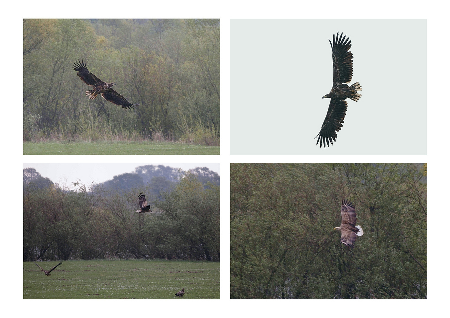 Erlebnis aus Entfernung