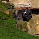 Erlebnis-Zoo Hannover -03-