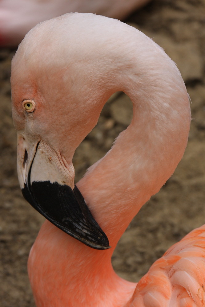 Erlebnis Zoo Hannover 2008