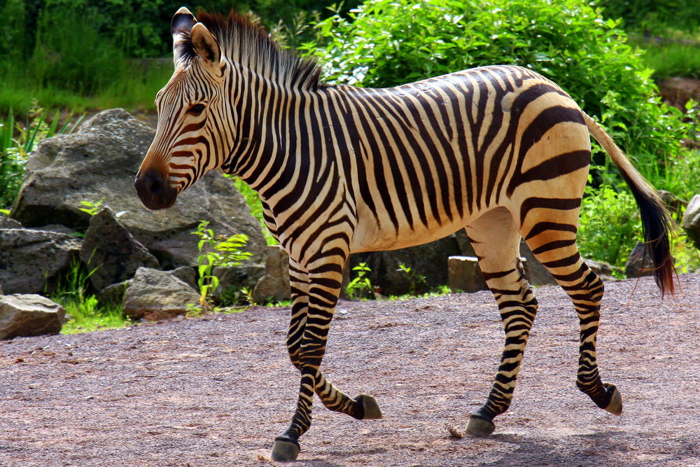 Erlebnis Zoo-Hannover 2008