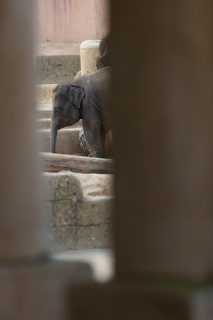 Erlebnis-Zoo Hannover -6-