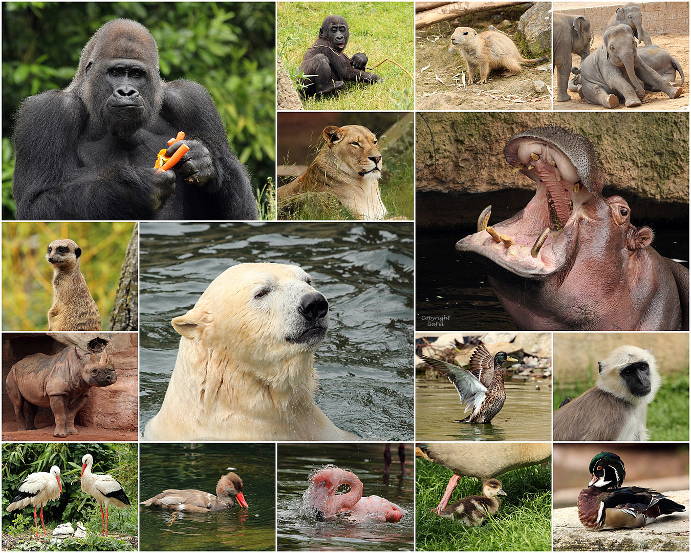 Erlebnis Zoo Hannover