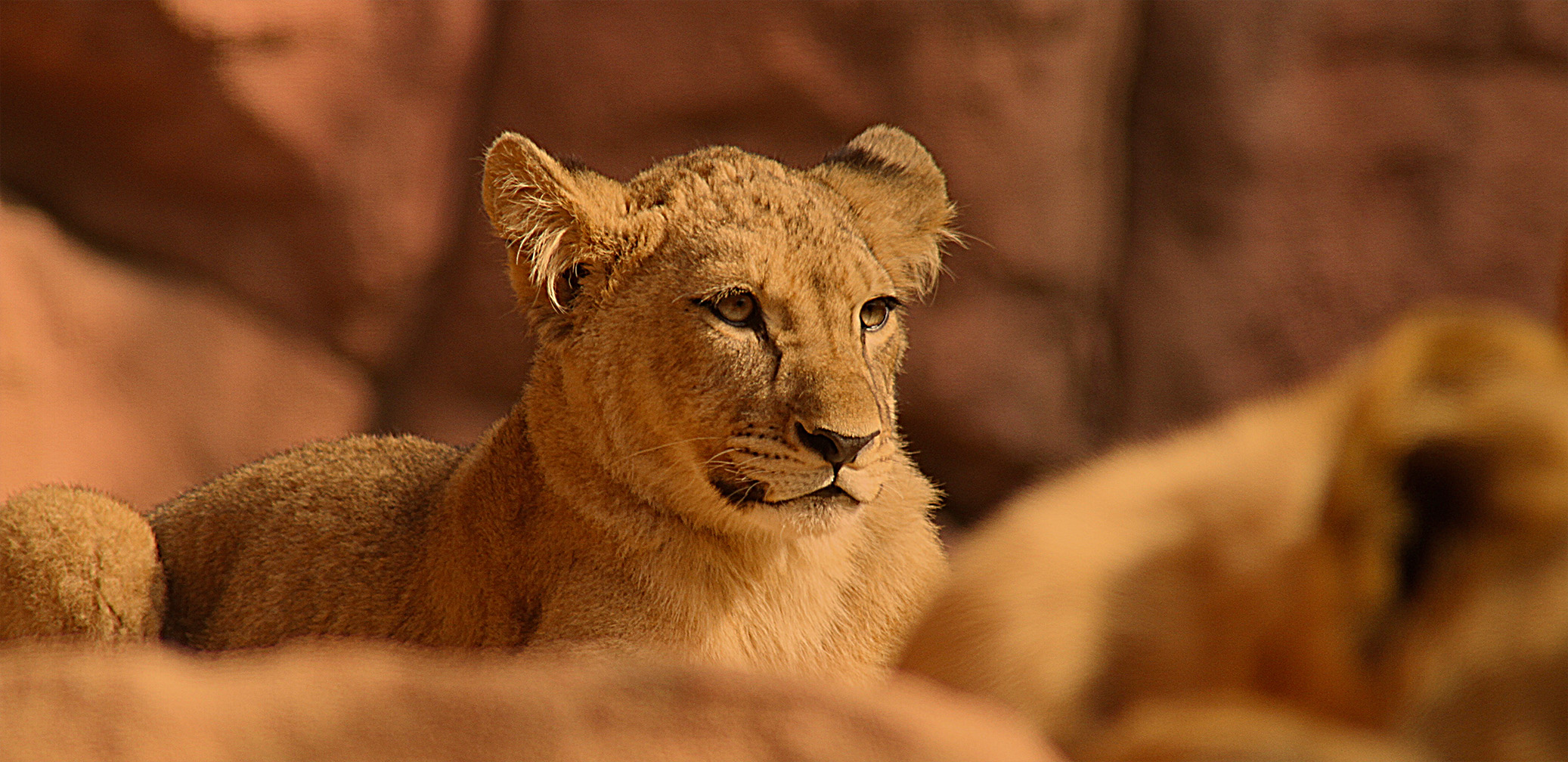 Erlebnis-Zoo Hannover