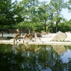 Erlebnis-Zoo-Hannover