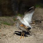 Erlebnis-Zoo Hannover I