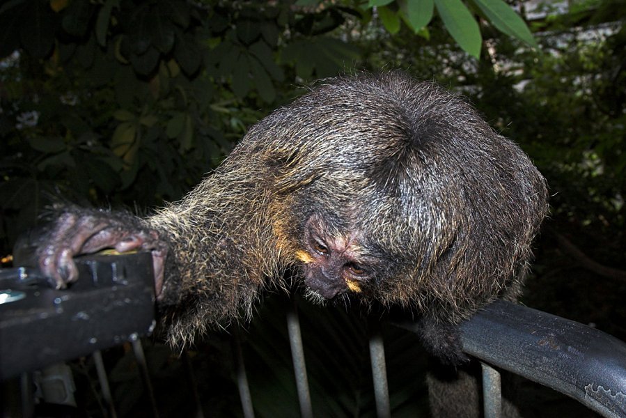 Erlebnisse im Regenwaldhaus II (Walimex-Produkte begeistern viele)