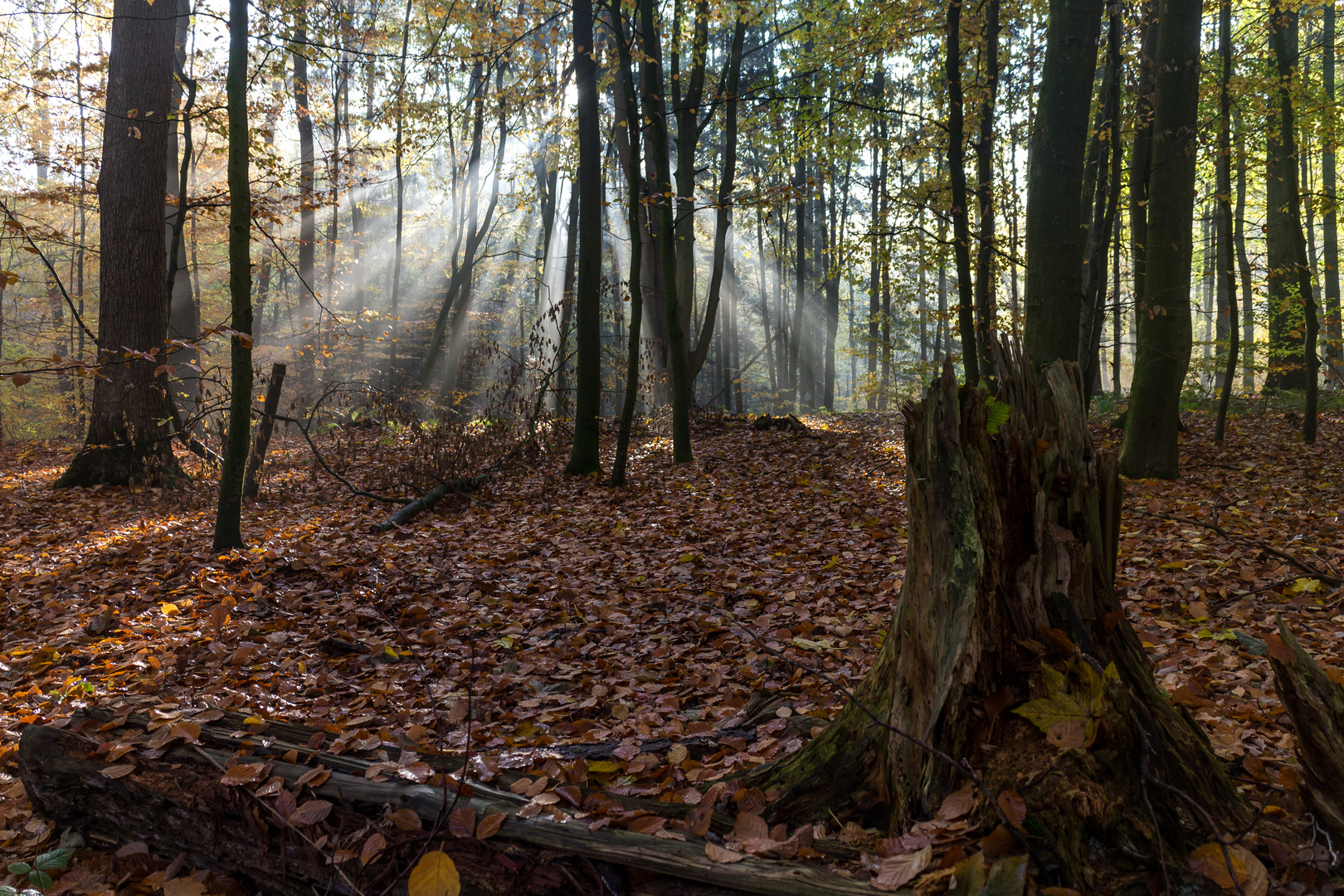 erlebniswelt wald