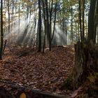 erlebniswelt wald