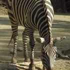 Erlebniszoo Hannover