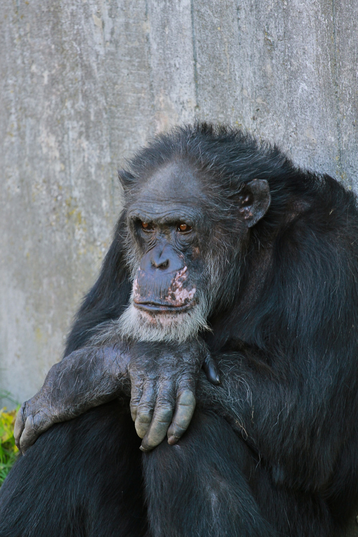 Erlebniszoo Hannover - Schimpansen