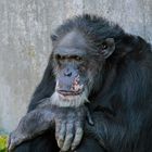Erlebniszoo Hannover - Schimpansen