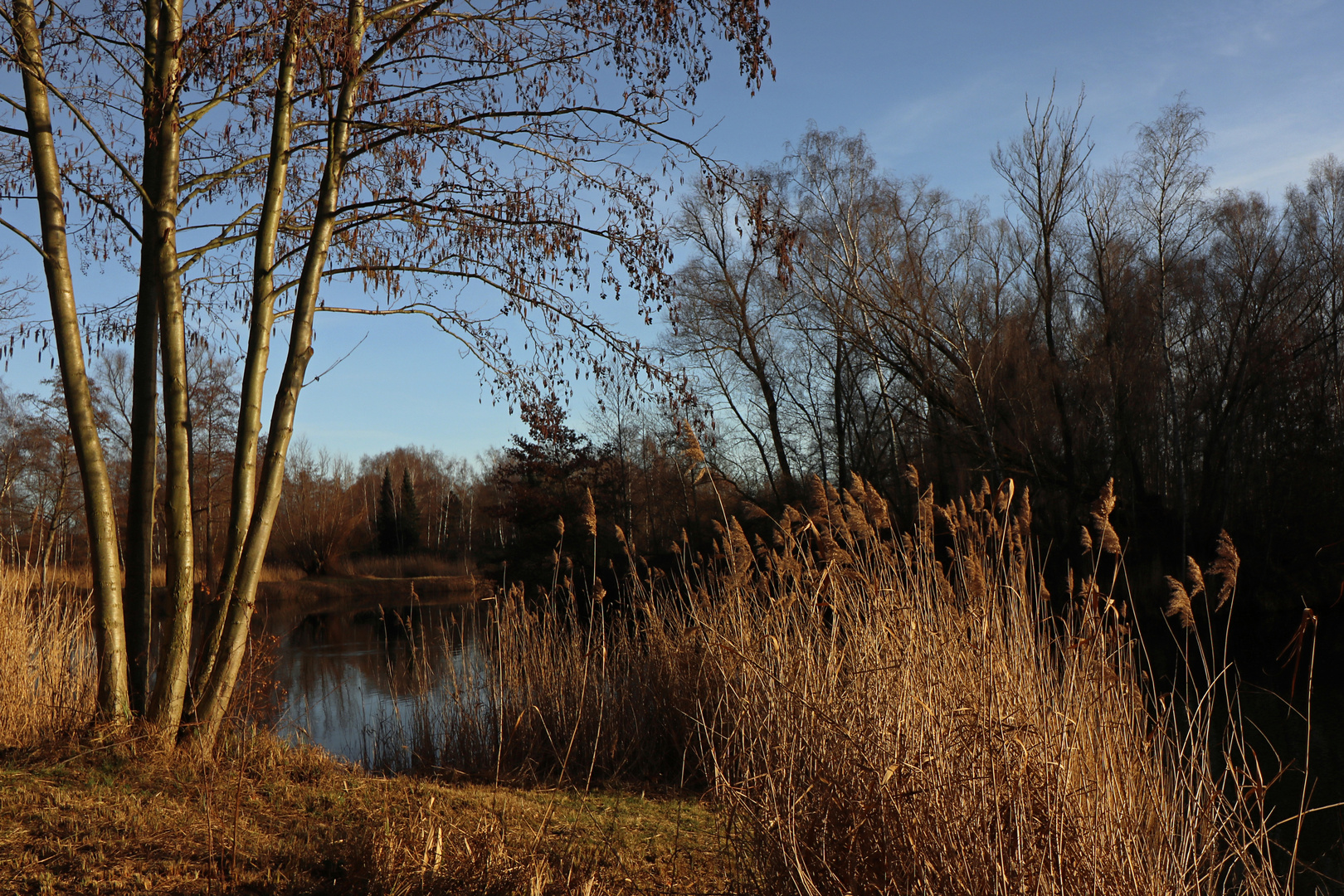 Erlen am Schilfsaum