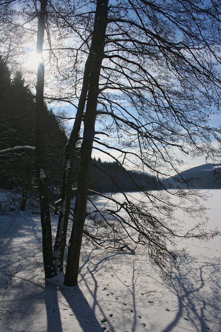 Erlen an der Oestertalsperre (IMG_4281_ji)