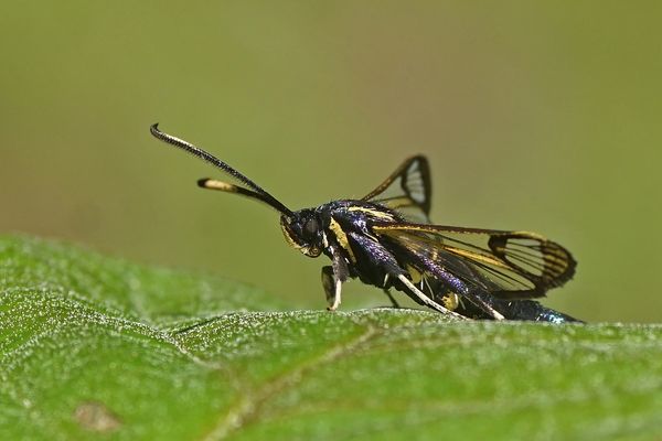 Erlen-Glasflügler (Synanthedon spheciformis)