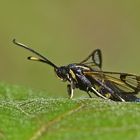 Erlen-Glasflügler (Synanthedon spheciformis)