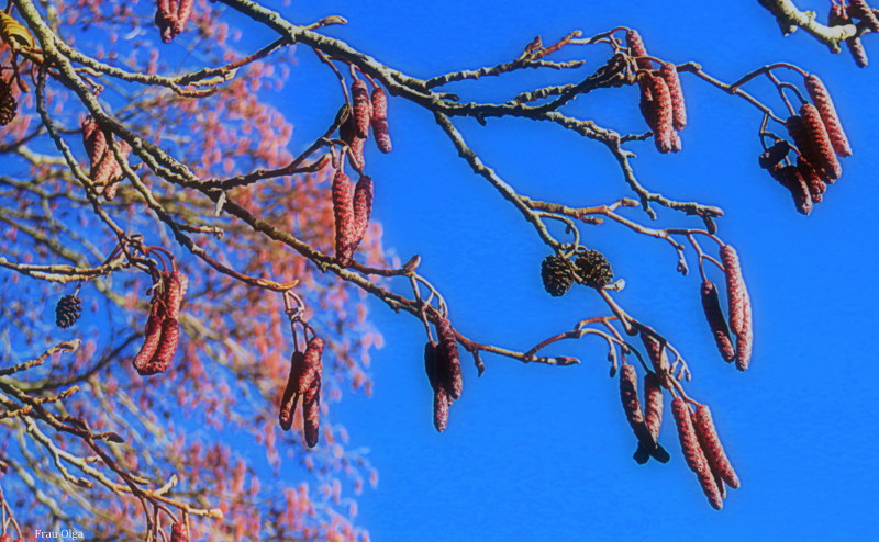 Erlen im Frühling