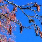 Erlen im Frühling