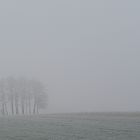 Erlen im Winternebel