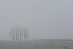 Erlen im Winternebel