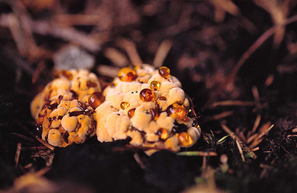 Erlen-Schillerporling (Inonotus radiatus)