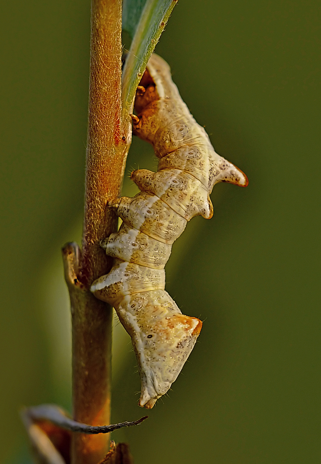 Erlen-Zahnspinner (Notodonta dromedarius)