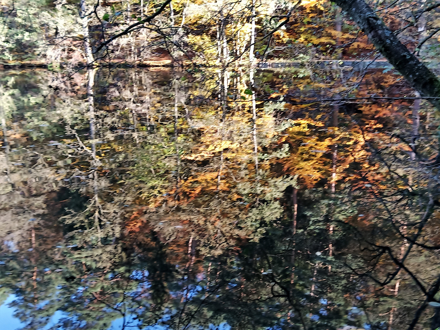 Erlenbach Naturspiegel am Seehofweiher