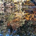 Erlenbach Naturspiegel am Seehofweiher