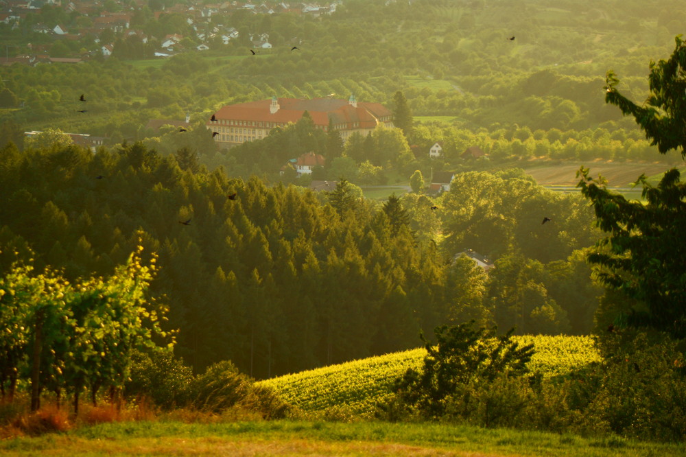 Erlenbad im Abendlicht