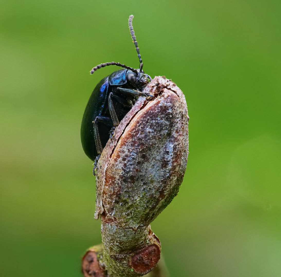 Erlenblattkäfer