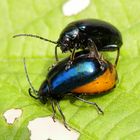 Erlenblattkäfer (Agelastica alni) bei der Paarung