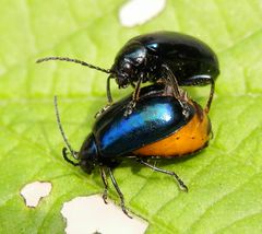 Erlenblattkäfer (Agelastica alni) bei der Paarung