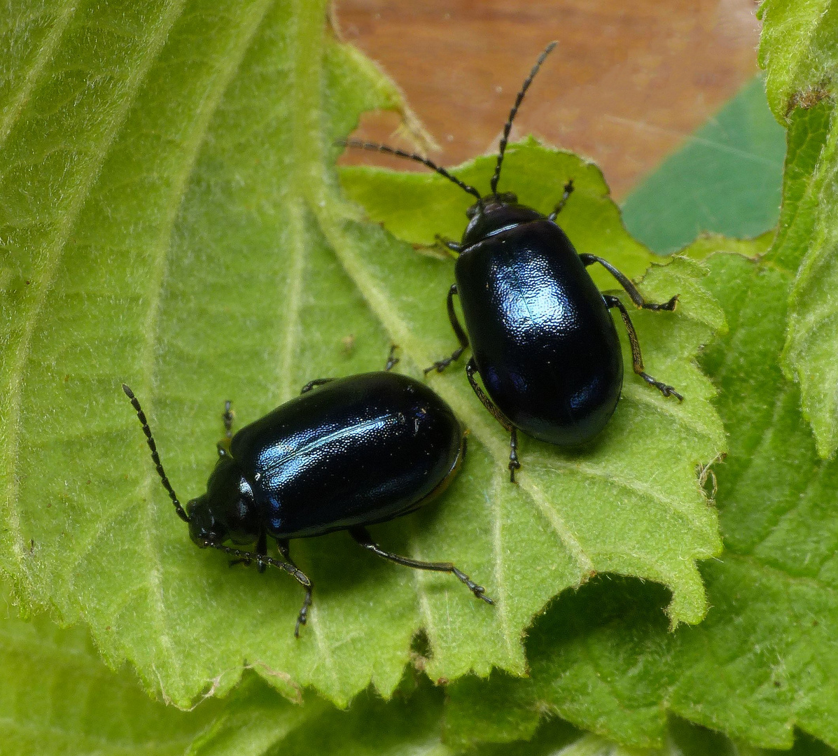 Erlenblattkäfer (Agelastica alni) - Männchen (rechts) und Weibchen (links)