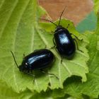 Erlenblattkäfer (Agelastica alni) - Männchen (rechts) und Weibchen (links)