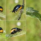 Erlenblattkäfer (Agelastica alni) - Weibchen