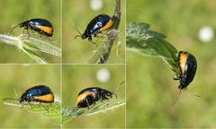 Erlenblattkäfer (Agelastica alni) - Weibchen