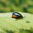 Erlenblattkäfer (Agelastica alni) - Weibchen