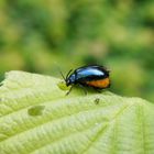 Erlenblattkäfer (Agelastica alni) - Weibchen