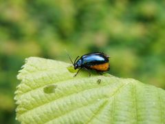 Erlenblattkäfer (Agelastica alni) - Weibchen