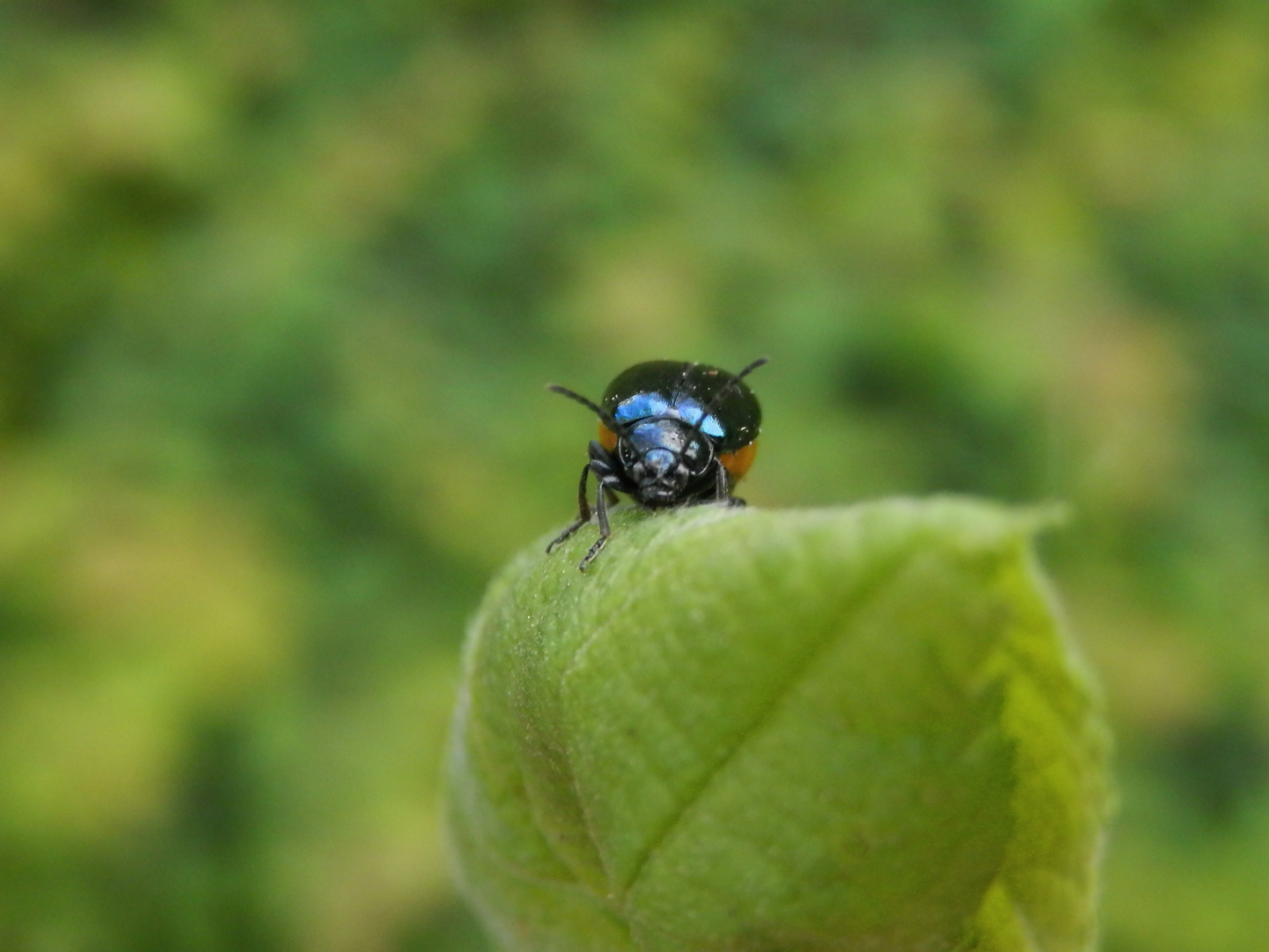 Erlenblattkäfer (Agelastica alni) - Weibchen