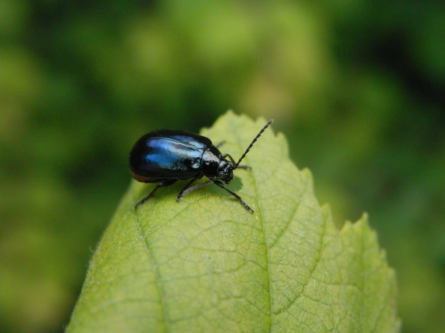 Erlenblattkäfer (Agelastica alni) - Weibchen