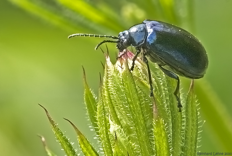 Erlenblattkäfer