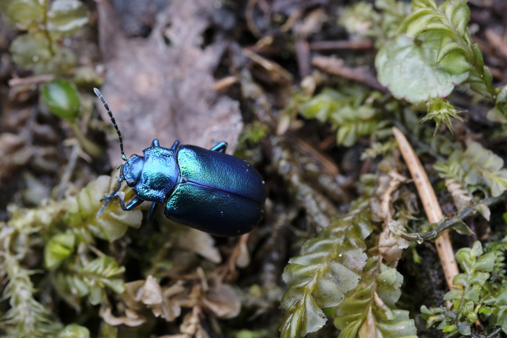 Erlenblattkäfer (Linaeidea aenea) 